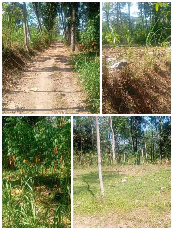 kandang ayam petelur 1 5ha diklaten 350rb m2