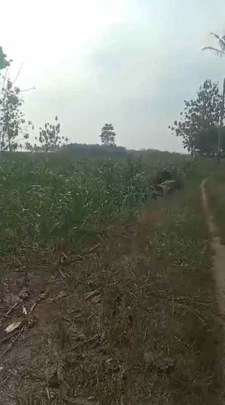 tanah 2 hektar di kota baru jati agung