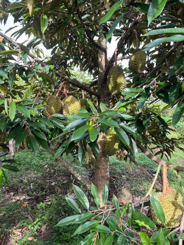 tanah 6670m kebun jambu siap panen sragen