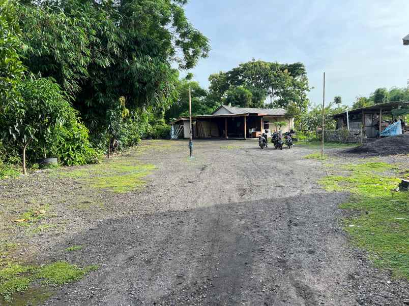 tanah 6670m kebun jambu siap panen sragen
