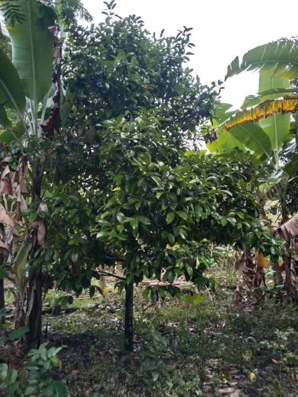 tanah bangunan rumah jalan cagak subang