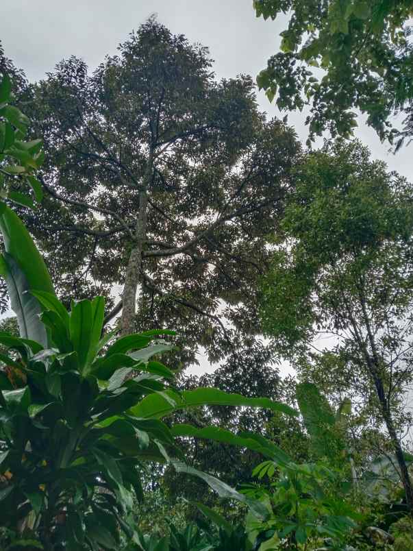 tanah bangunan rumah jalan cagak subang