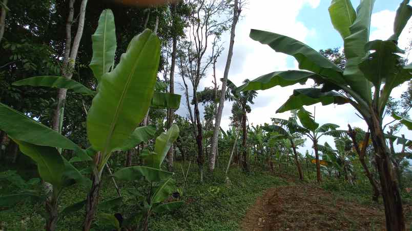 tanah cimenyan padasuka