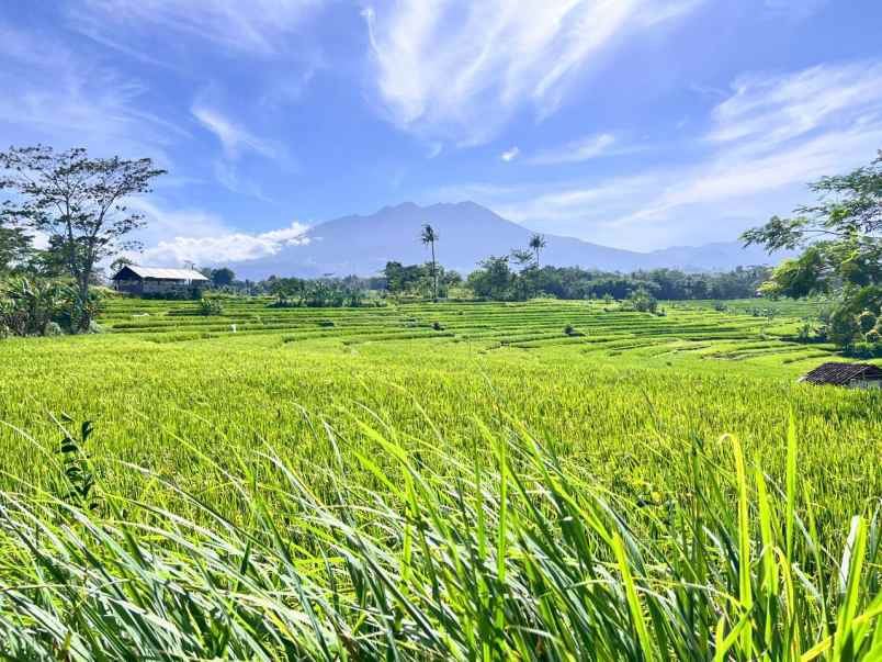 tanah datar view gunung lawu karangpandan karanganyar