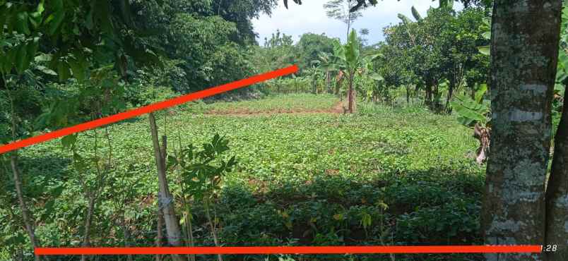 tanah jl ciherang dramaga bogor