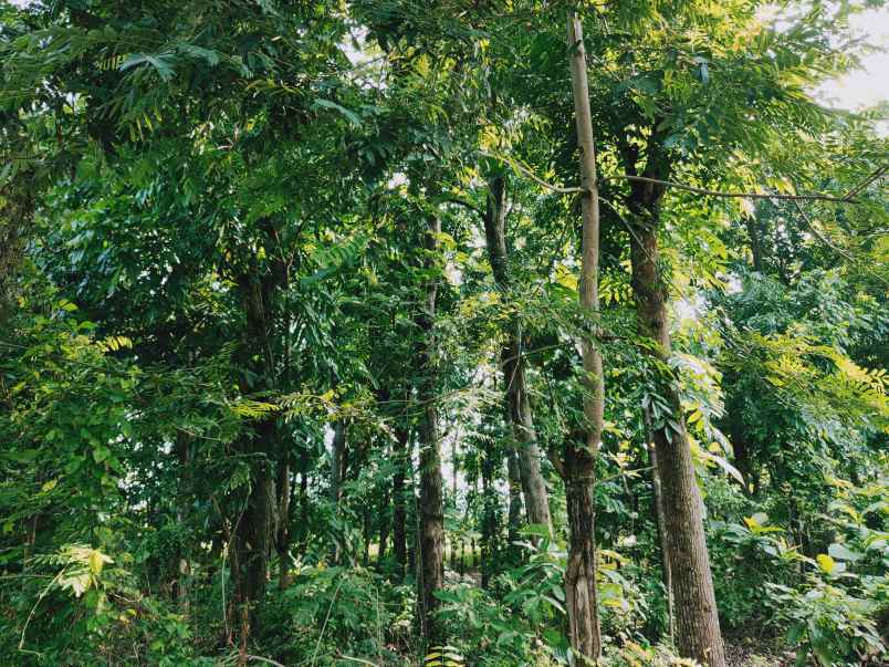 tanah karangpelem kedawung sragen