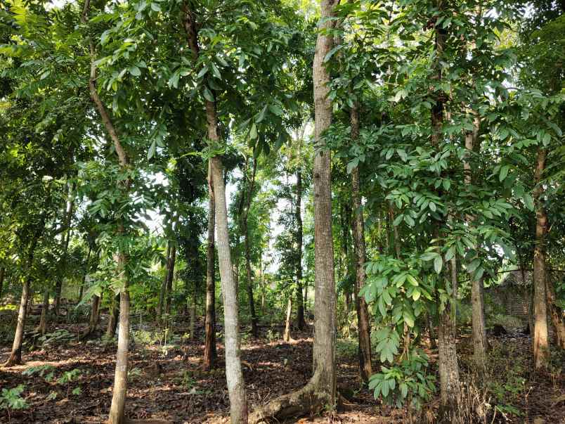 tanah karangpelem kedawung sragen