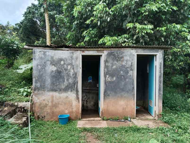 tanah perkebunan lengkeng cijambe subang jawa barat