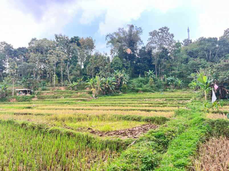 tanah subur 6000m kawasan wisata karangpandan