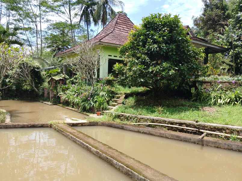 vila kolam ikan sumber air subur subang