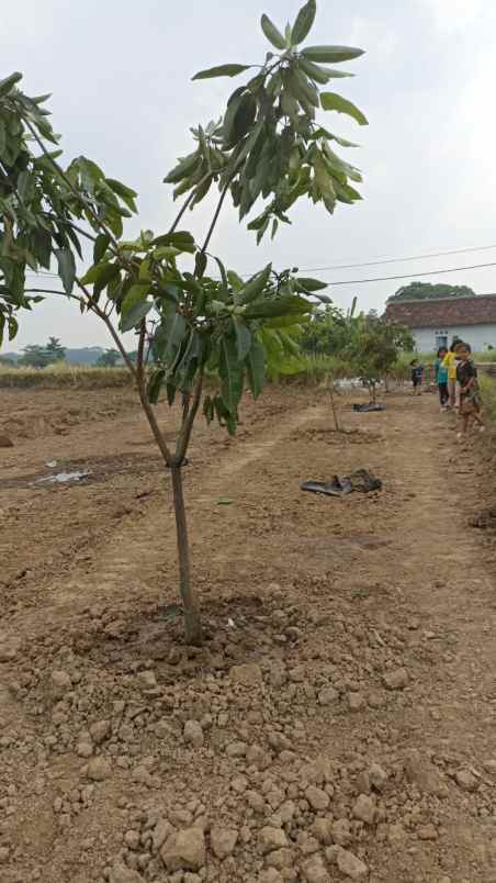 dijual tanah cibarusah jonggol