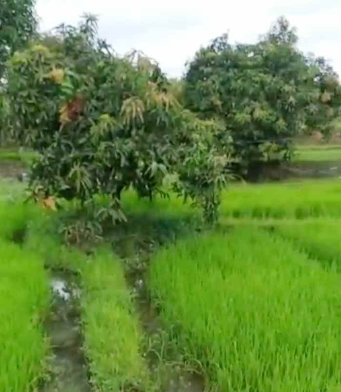 dijual tanah cipeujeuh wetan