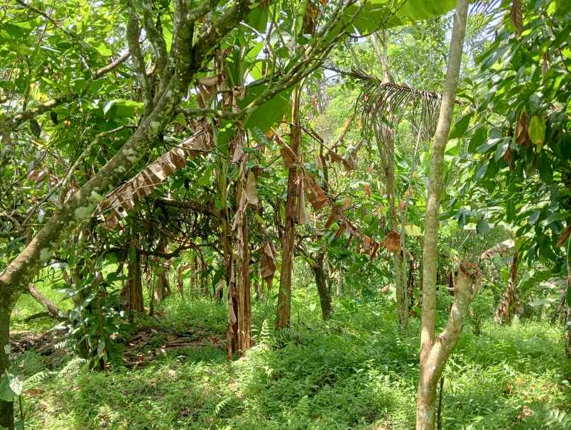 dijual tanah desa angkah kec selemadeg