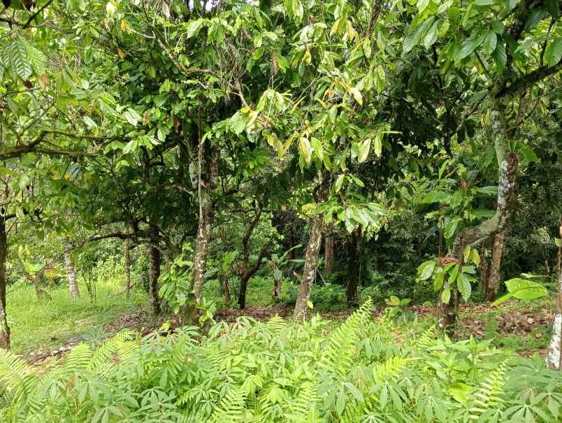 dijual tanah desa angkah kec selemadeg