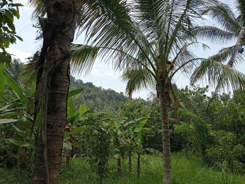 dijual tanah desa angkah kec selemadeg