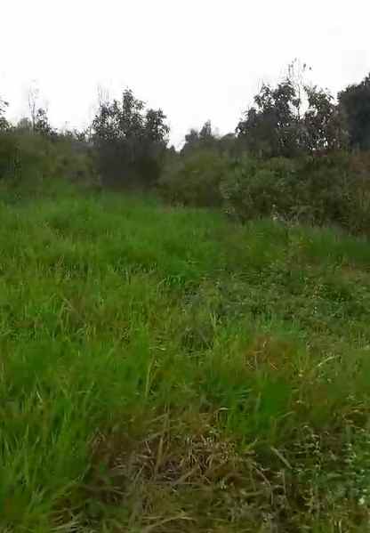 dijual tanah desa cisomang barat