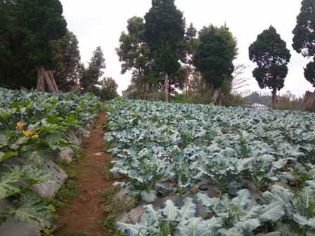 dijual tanah desa langensari kecamatan