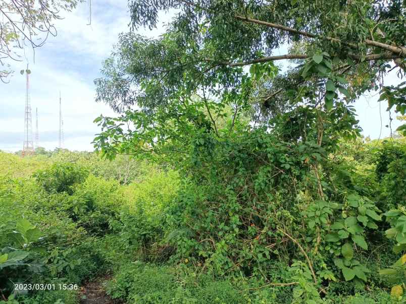 dijual tanah dharmawangsa ungasan