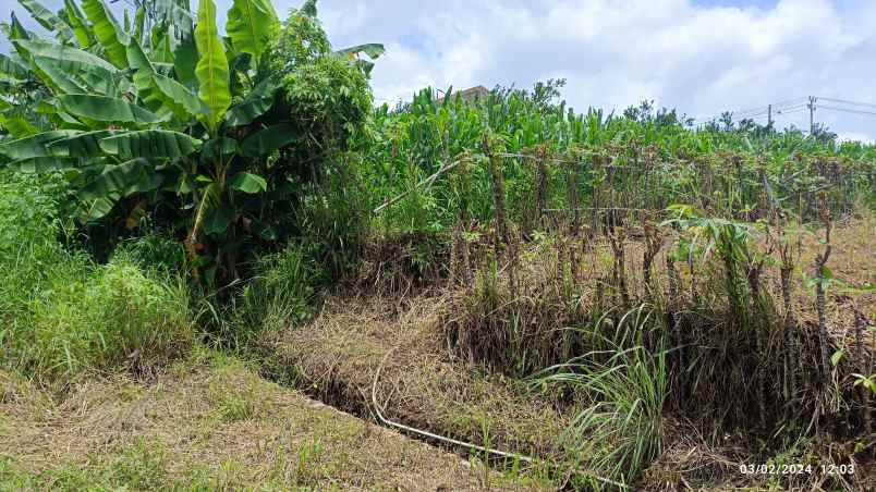 dijual tanah jl teuku cik ditaro kemiling