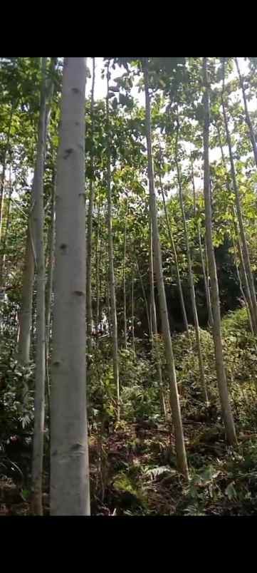 dijual tanah kp nagrak derwati