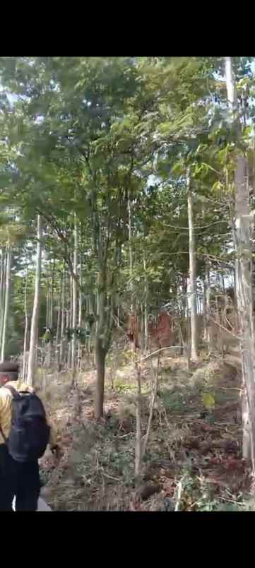 dijual tanah kp nagrak derwati