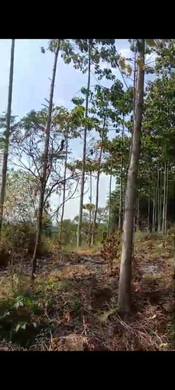 dijual tanah kp nagrak derwati