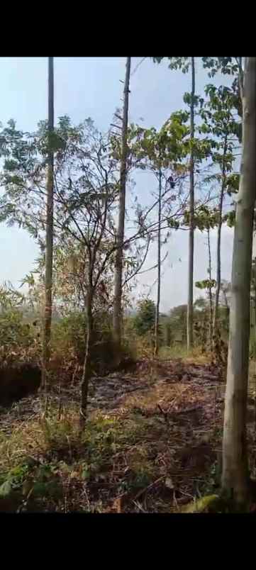 dijual tanah kp nagrak derwati