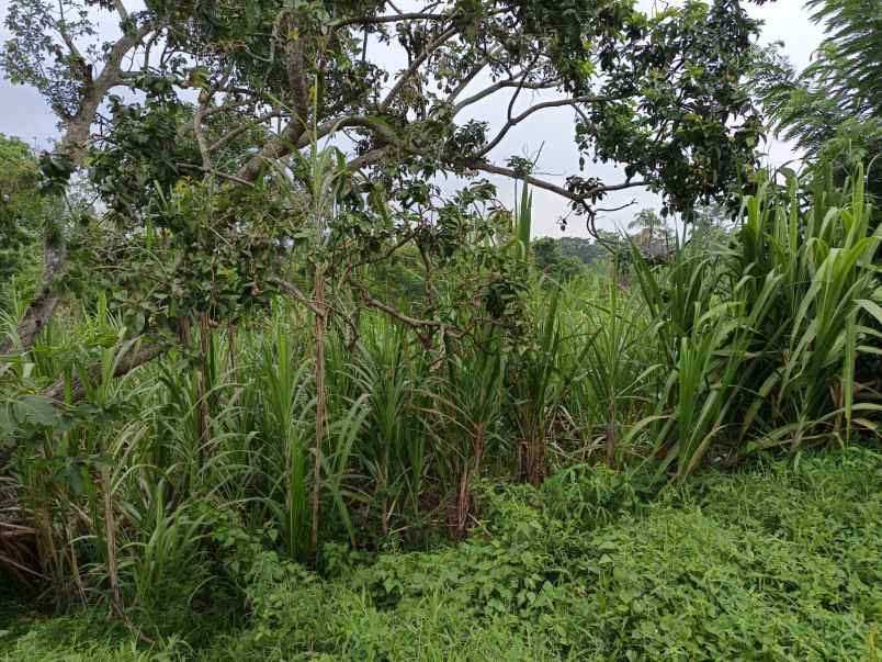 dijual tanah lang lang