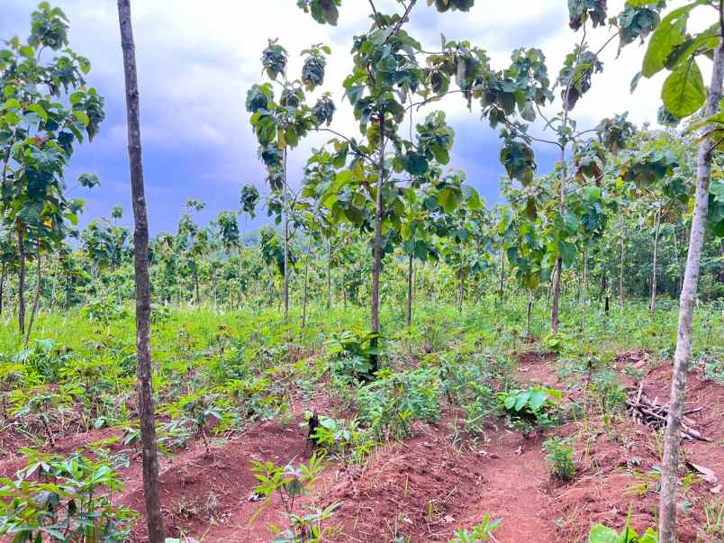 dijual tanah pekarangan 1 hektar sambirejo sragen solo