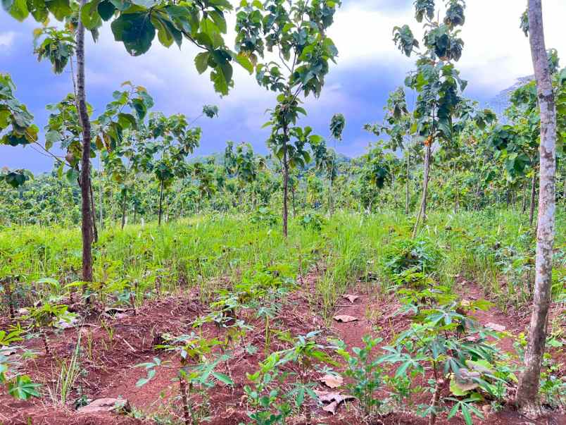 dijual tanah pekarangan 1 hektar sambirejo sragen solo