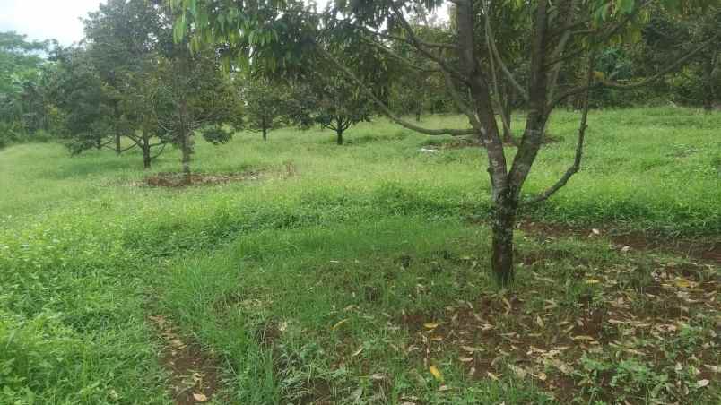 dijual tanah rogoselo pekalongan jawa