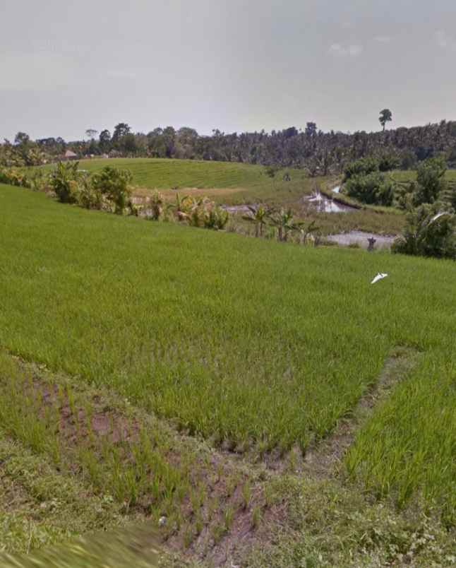 dijual tanah selemadeg timur tabanan bali
