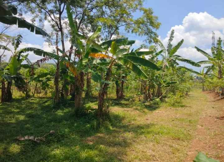 dijual tanah sindangkasih beber