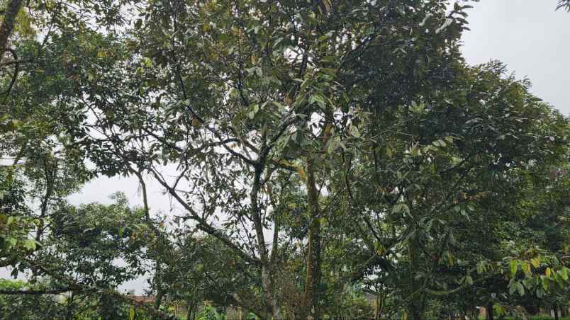 dijual tanah tamansari