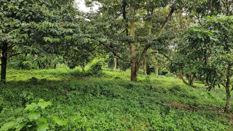 dijual tanah tamansari