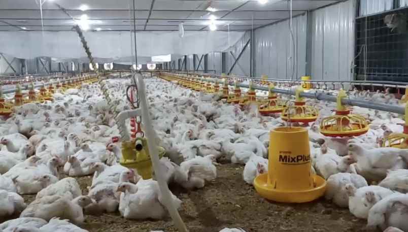 jual kandang ayam model closed house di pati