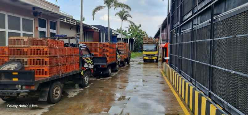 jual kandang ayam model closed house di pati