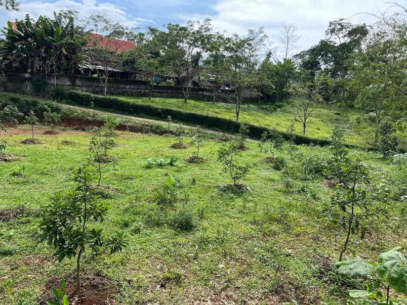 kebun alpukat 2100m udara sejuk karanganyar
