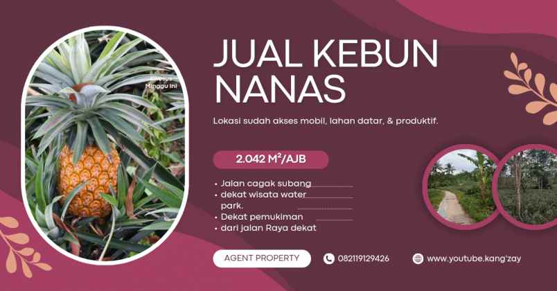 kebun nanas daerah jalan cagak subang