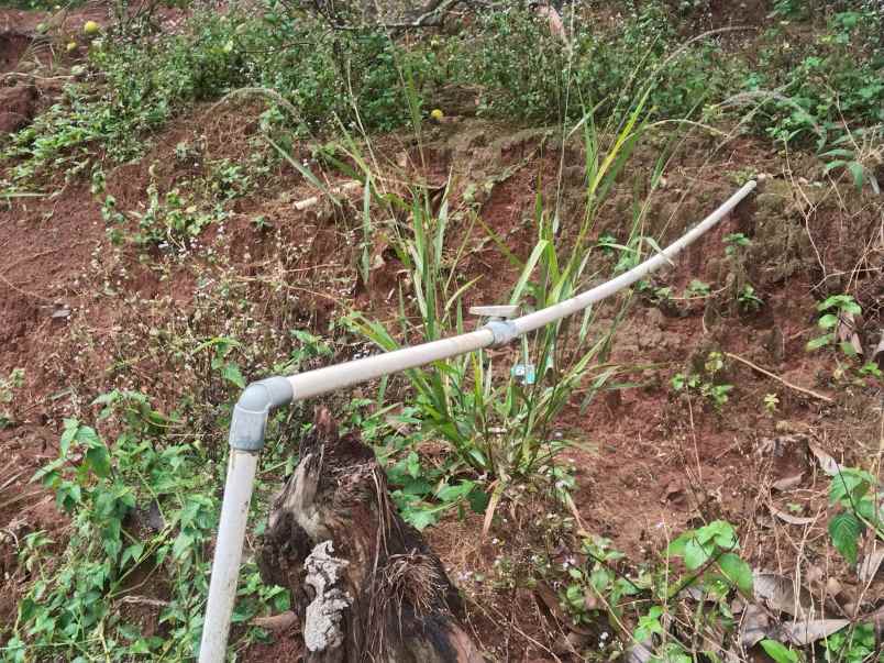 kebun produktif cijambe subang jawa barat