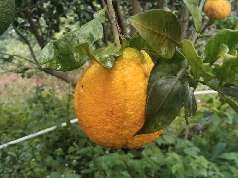 kebun produktif cijambe subang jawa barat
