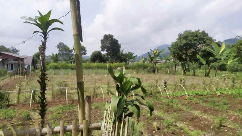 lahan kebun aktif siap bangun lokasi strategis