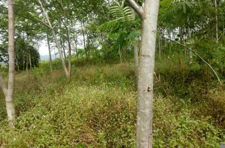 tanah 75 hektar jonggol kab bogor