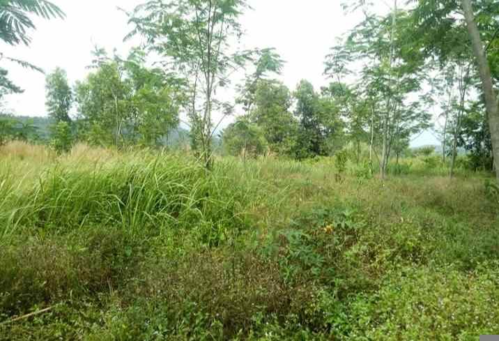 tanah 75 hektar jonggol kab bogor
