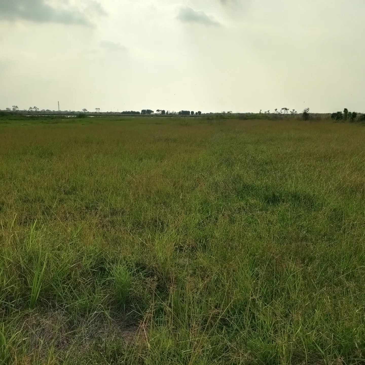 tanah di desa losari lor dusun