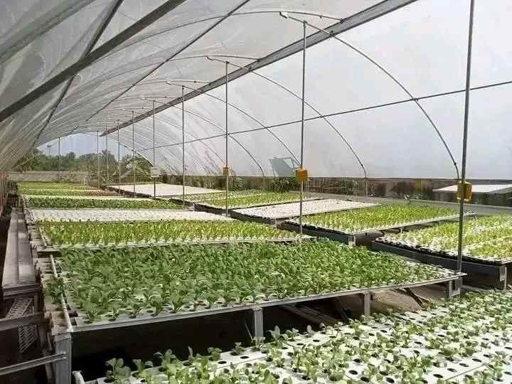tanah kebun hidroponik investasi kebun sayuran bogor