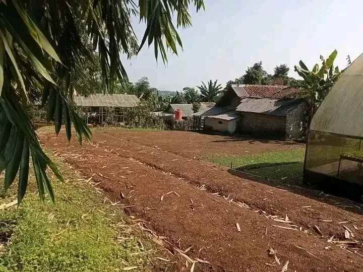 tanah kebun hidroponik investasi kebun sayuran bogor