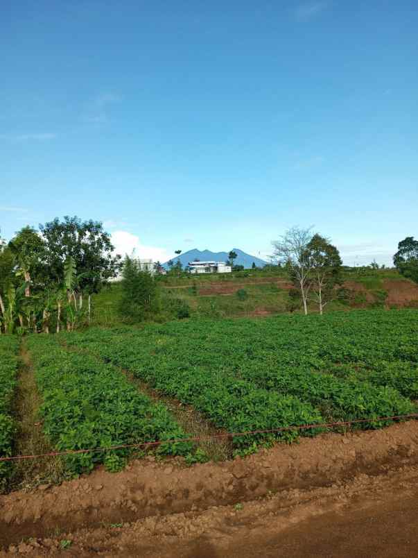 tanah megamendung puncak bogor