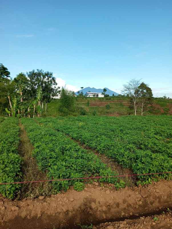 tanah megamendung puncak bogor