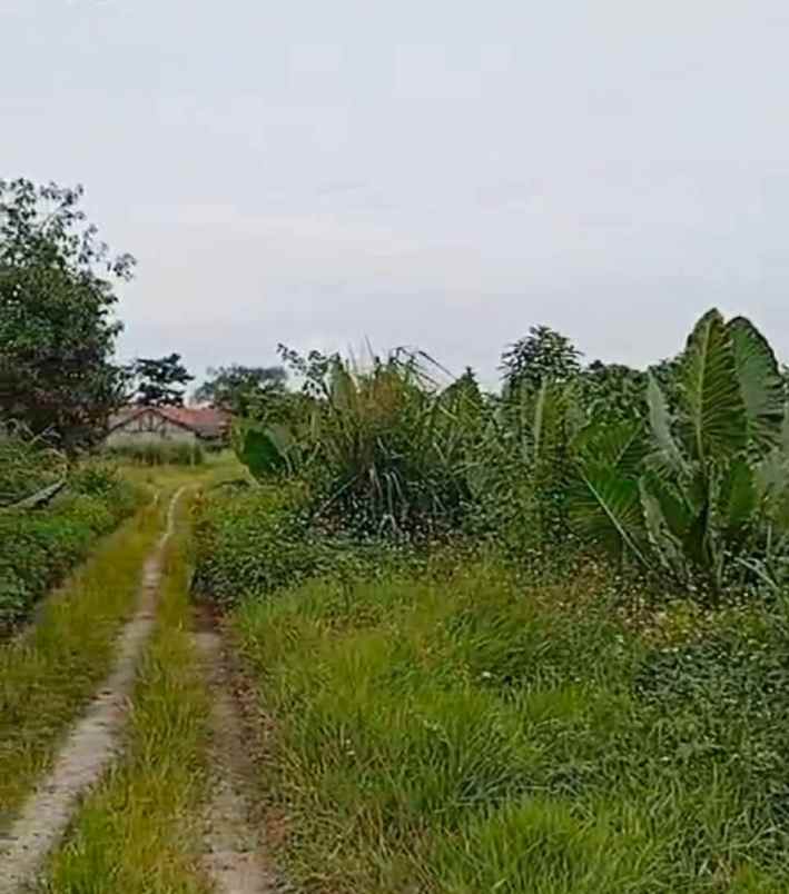 tanah padat murah di legok tangerang banten